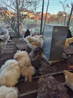 Hanen tekoop, Dieren en Toebehoren, Pluimvee, Mannelijk, Kip