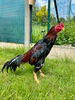 Shamo jap haan 2022, Dieren en Toebehoren