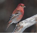Haakbekken kweekkoppel, Dieren en Toebehoren, Vogels | Overige Vogels, Meerdere dieren, Wildzangvogel, Geringd