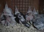 Valkparkieten baby, Dieren en Toebehoren, Vogels | Parkieten en Papegaaien, Geringd