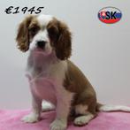 Cavalier King Charles, Blenheim pups te koop, Dieren en Toebehoren, 15 weken tot 1 jaar, Buitenland, Parvo, Meerdere
