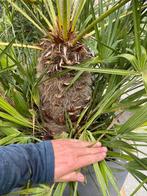 Palmbomen winterhard, Tuin en Terras, Ophalen