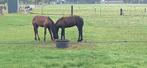2 super luxe friese veulens + drachtige 3 jarige friese mer, Dieren en Toebehoren, Merrie, Niet van toepassing, Dressuurpaard