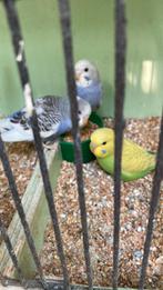 Grasparkieten, Dieren en Toebehoren