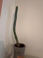 Cactus, Huis en Inrichting, Kamerplanten, Ophalen, Cactus, In pot, Minder dan 100 cm