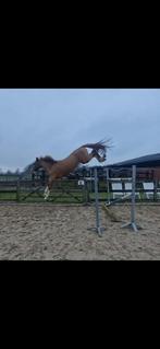 Halifax vh kluizebos X Contendro, Dieren en Toebehoren, Paarden, Ruin, Zadelmak