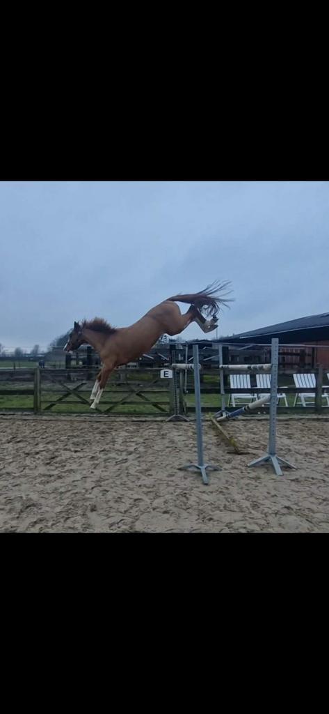 Halifax vh kluizebos X Contendro, Dieren en Toebehoren, Paarden, Ruin, Zadelmak