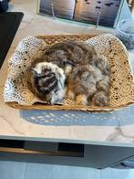 poes pallas, Verzamelen, Dierenverzamelingen, Ophalen of Verzenden, Gebruikt, Hond of Kat, Opgezet dier