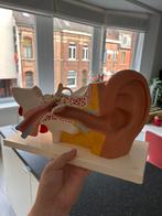 Anatomisch model Oor, Antiek en Kunst, Ophalen