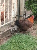 Goudbrakel hen