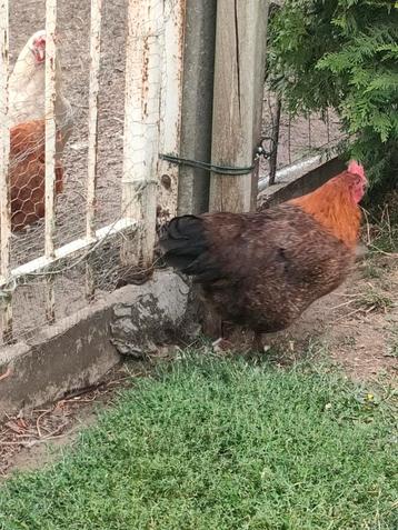 Goudbrakel hen