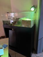 Aquarium met zandeiland + muskus schildpad, Schildpad, Met terrarium, 7 tot 10 jaar