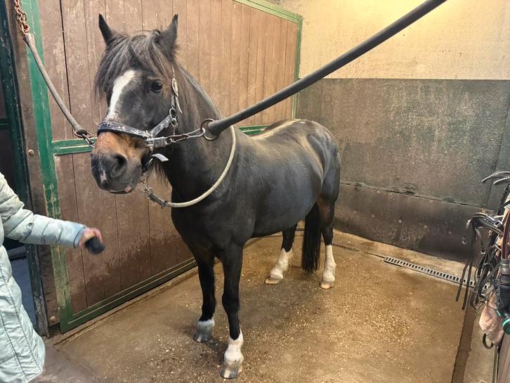 D pony zeer braaf, Dieren en Toebehoren, Pony's, Merrie, D pony (1.37m tot 1.48m), Recreatiepony, 11 jaar of ouder, Met stamboom