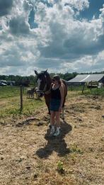 verzorgpaard gezocht regio poperinge/ieper/krombeke, Ophalen of Verzenden, Zo goed als nieuw