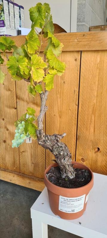 Vitis Vinifera Bonsai - 'Italia' beschikbaar voor biedingen