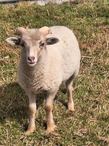 Mooi wit ouessant rammetje  beschikbaar voor biedingen