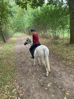Arabier merrie D Pony Wandelpaard, Dieren en Toebehoren, Merrie, Minder dan 160 cm, Gechipt, 11 jaar of ouder