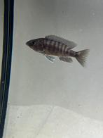 Malawi sciaenochromis fryeri vrouw, Poisson, Poisson d'eau douce