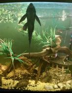 Aquarium vissen, Ophalen