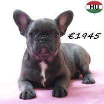 Bouledogue français — chiots attachants à vendre, 15 semaines à 1 an, Hépatite contagieuse (maladie de Rubarth), Autres races