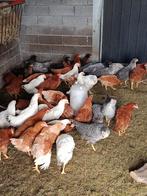 legkippen in alle kleuren, Dieren en Toebehoren, Pluimvee, Kip