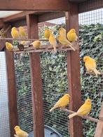 Kanari geel, Dieren en Toebehoren