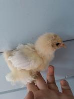 Broedeieren cochin isabel, Dieren en Toebehoren, Pluimvee, Geslacht onbekend, Kip