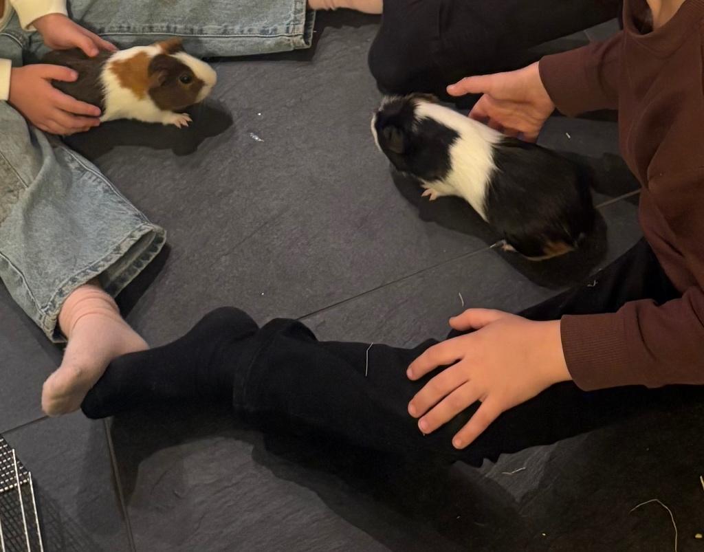 Cavia’s, Dieren en Toebehoren, September, Cavia, Tam