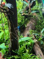 Neocaridina garnaal blauw