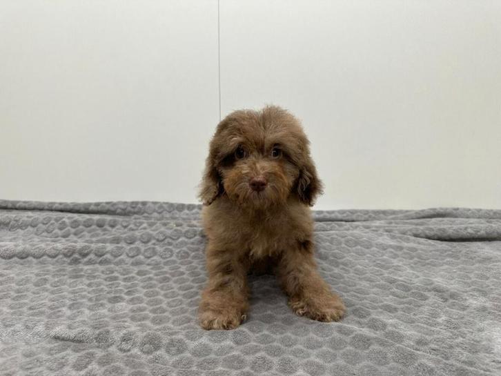 Dwergpoedel pup, Dieren en Toebehoren, Honden | Chihuahua's en Gezelschapshonden, Teef, Poedel, Fokker | Professioneel, Eén hond