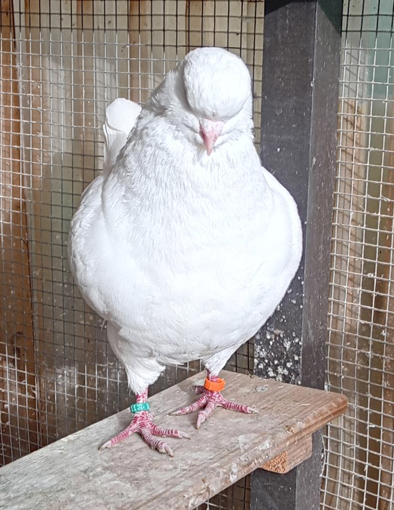 Kingduif doffer, Dieren en Toebehoren, Mannelijk, Overige soorten