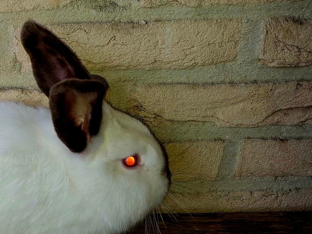 Californiër rammelaar, Dieren en Toebehoren, Konijnen