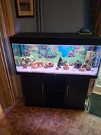Aquarium 1.2 m sur 50 hauteur 40 profondeur avec meuble, Enlèvement
