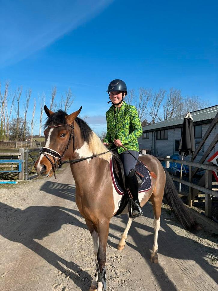 Super knappe d pony te koop, Animaux & Accessoires, Poneys, Hongre, Débourré, Poney D (1.37 m à 1.48m), Poney de saut, 3 à 6 ans