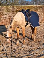 GEZOCHT: zadelmak maken op verplaatsing, Dieren en Toebehoren, Merrie, Minder dan 160 cm, Zadelmak, Gechipt