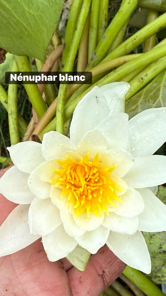 Lot de 12 plantes aquatiques pour étang, Enlèvement, Plante fixe, Plantes de bassin