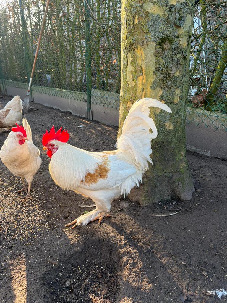 Mooie haan te koop, Dieren en Toebehoren, Pluimvee, Mannelijk, Kip