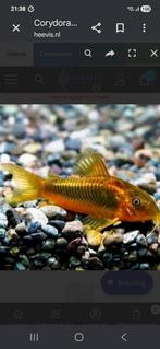 Corydoras goldline locatie maastricht, Animaux & Accessoires