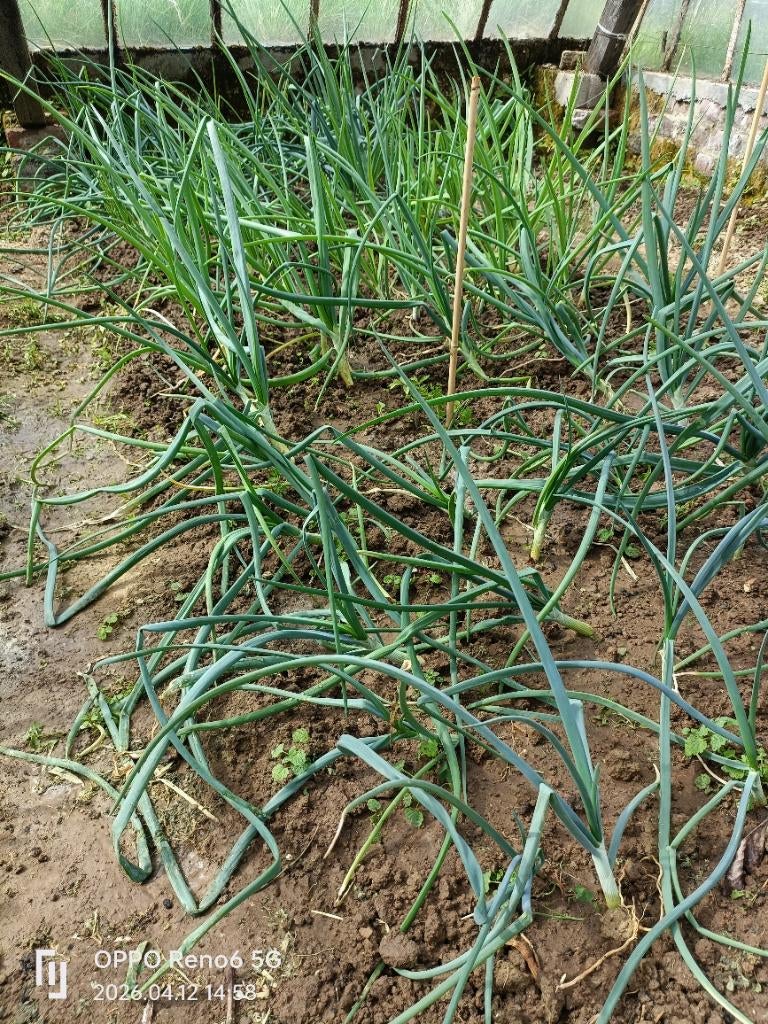 Légumes, Collections, Actions de supermarché, Enlèvement
