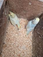 Verschillende jonge grasparkieten., Perruche, Domestique