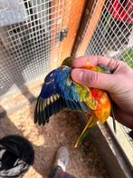 Roodbuik opaline turquoisineparkieten