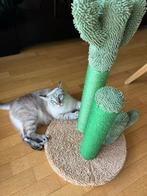 Cactus Krabpaal voor Katten – 53cm – Nieuw in Doos, Dieren en Toebehoren, Ophalen of Verzenden