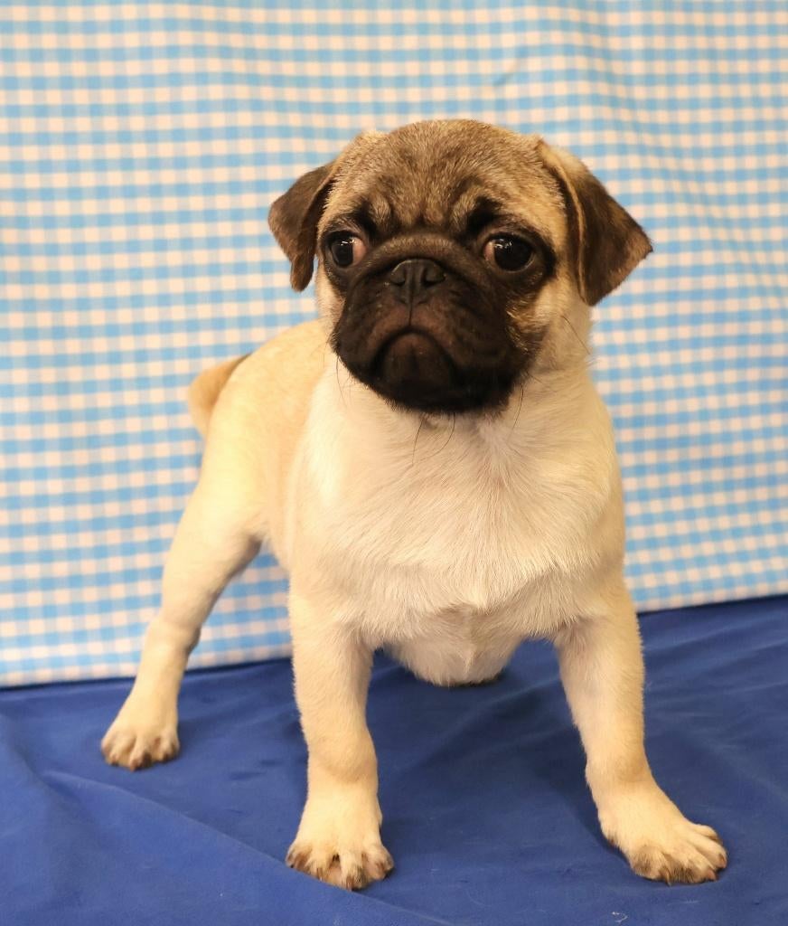 Super leuke Mopshond!, 15 weken tot 1 jaar, Buitenland, Parvo, Eén hond