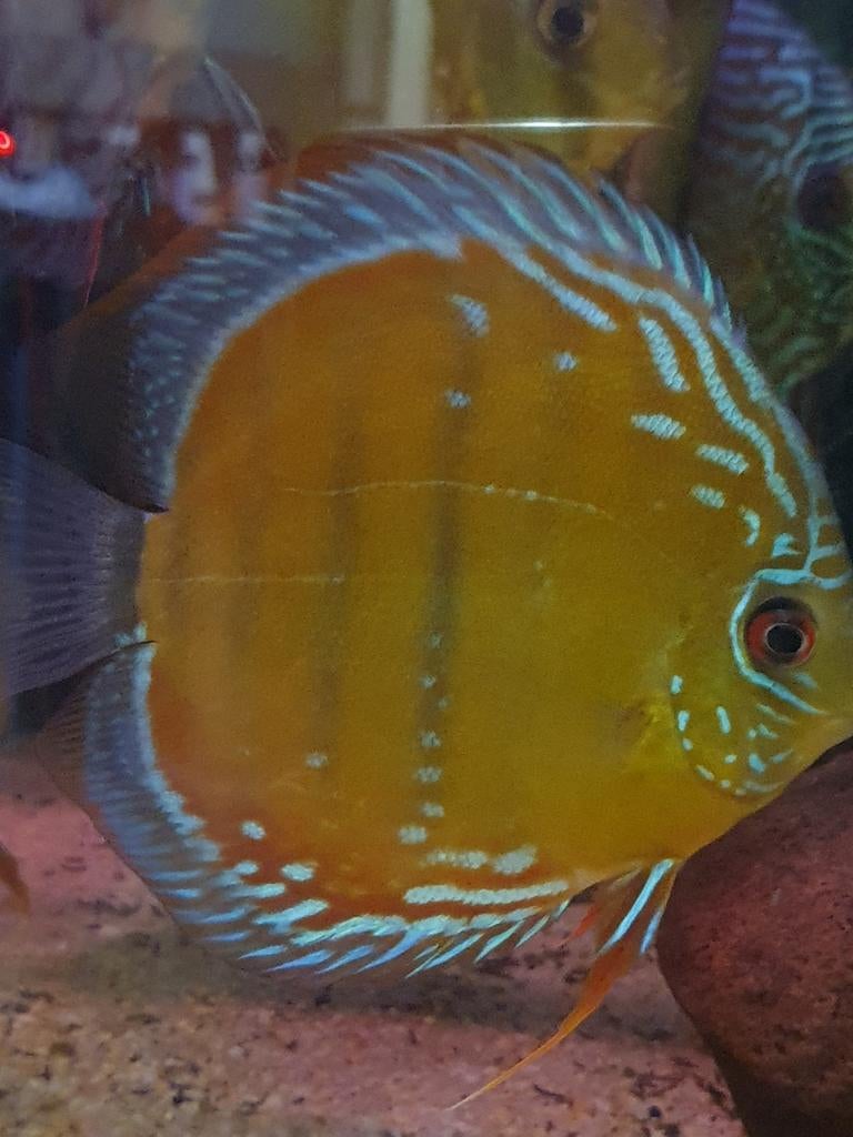 Discus curipera, Enlèvement