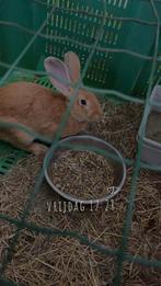 Konijn mannelijk, Animaux & Accessoires, Lapins, Mâle, Taille moyenne