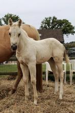 Quarter jaarling merrie, Jument