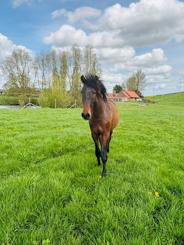 Pre hengst 2 jaar, Dieren en Toebehoren, Paarden, Met stamboom, Dressuurpaard, 0 tot 2 jaar, Hengst