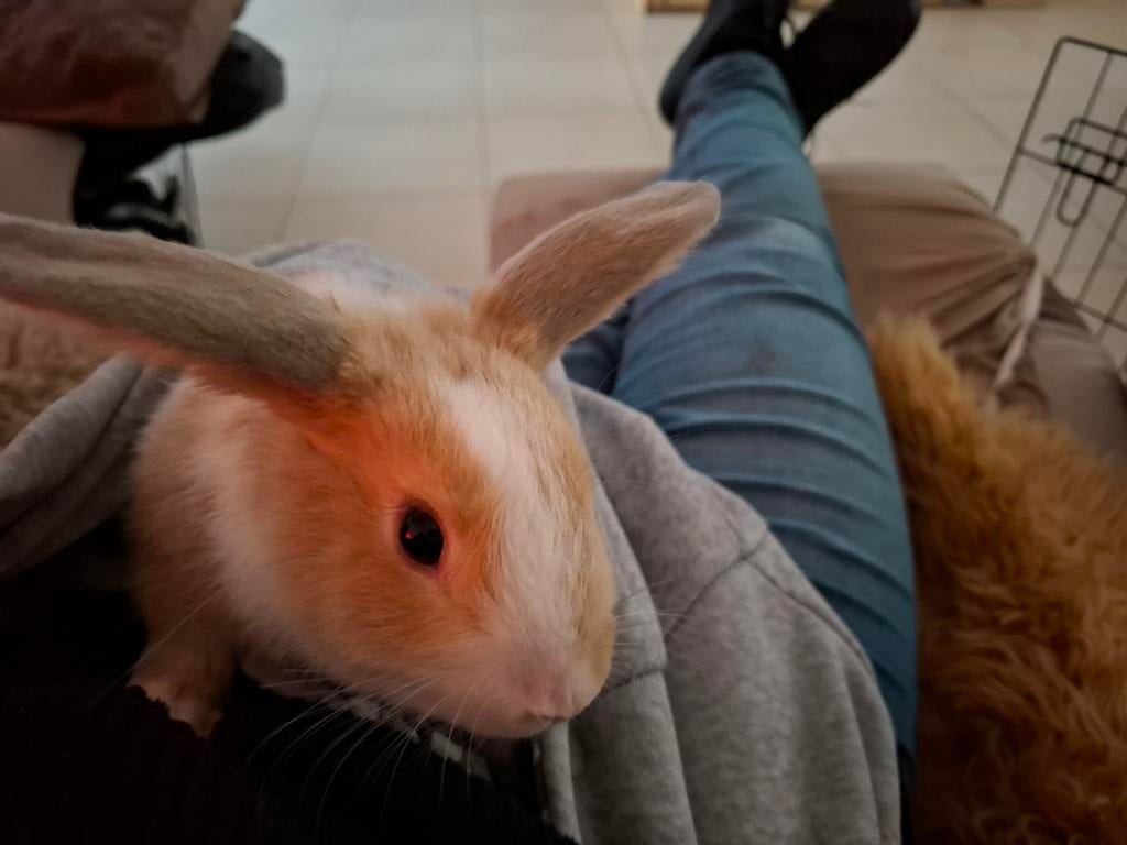 Lief Tam  konijn 3 maand oud is een ram, Dieren en Toebehoren, Knaagdieren, Januari, Mannelijk, Tam