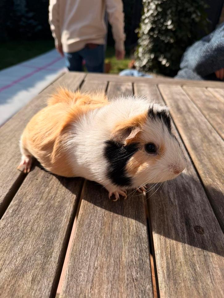 Cavia’s zoeken nieuwe thuis, Animaux & Accessoires, Rongeurs, Plusieurs animaux, Cobaye, Octobre, Domestique