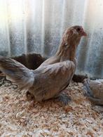Barbu d'uccle et autres poules d'ornement 4+1 gratuits, Femelle, Poule ou poulet
